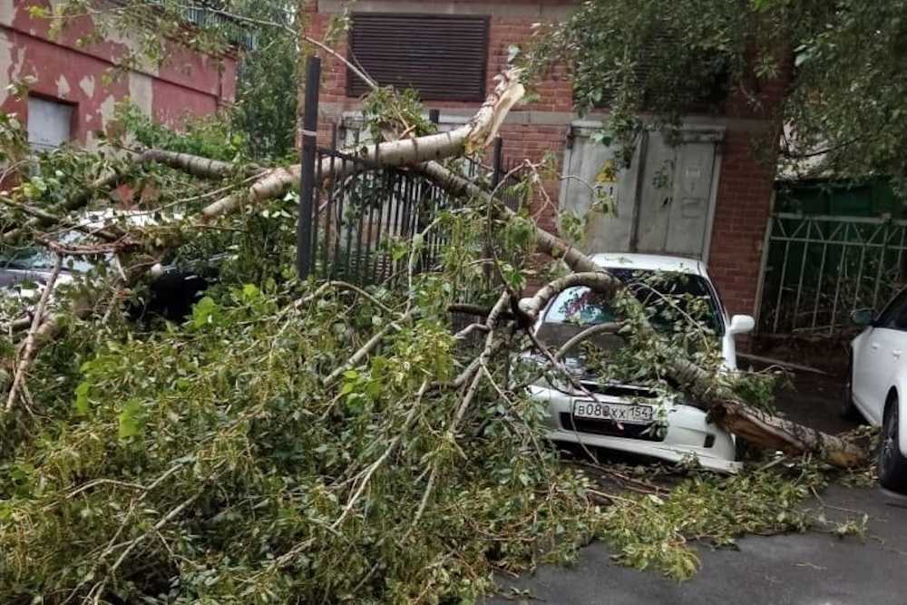 Порядок действий, если на автомобиль упало дерево