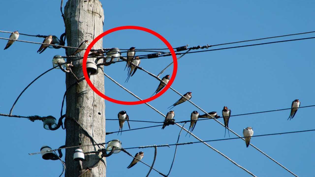 Почему птиц не бьет током, когда они сидят на проводах
