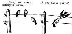 Почему птицы сидят на проводах и их не бьёт током: факты