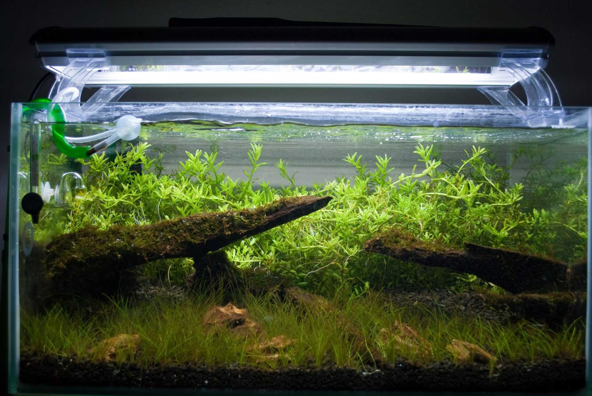 Подбираем освещение для аквариума, чтобы обитателям и растениям было комфортно