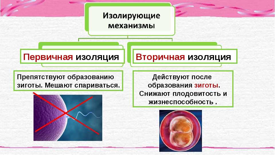 Репродуктивная изоляция приводит к. Механизмы репродуктивной изоляции видов. Типы изолирующих механизмов в биологии. Первичная и вторичная изоляция. Первичная изоляция это в биологии.