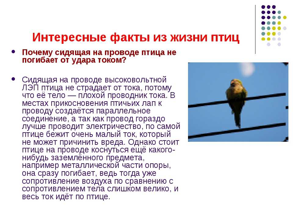 Элементарная физика: почему птиц не бьет током на проводах :: syl.ru