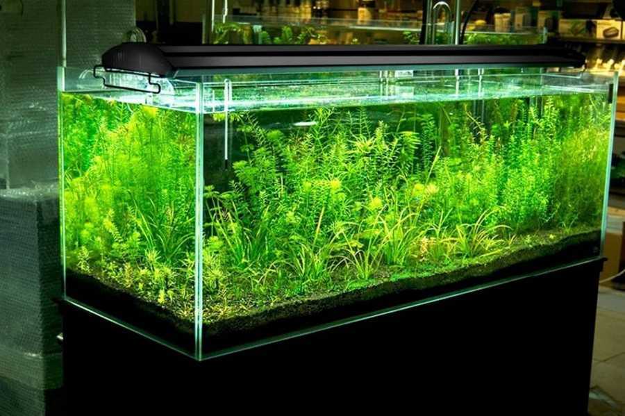 Уровень освещенности для различных водных растений в аквариуме, выбор ламп