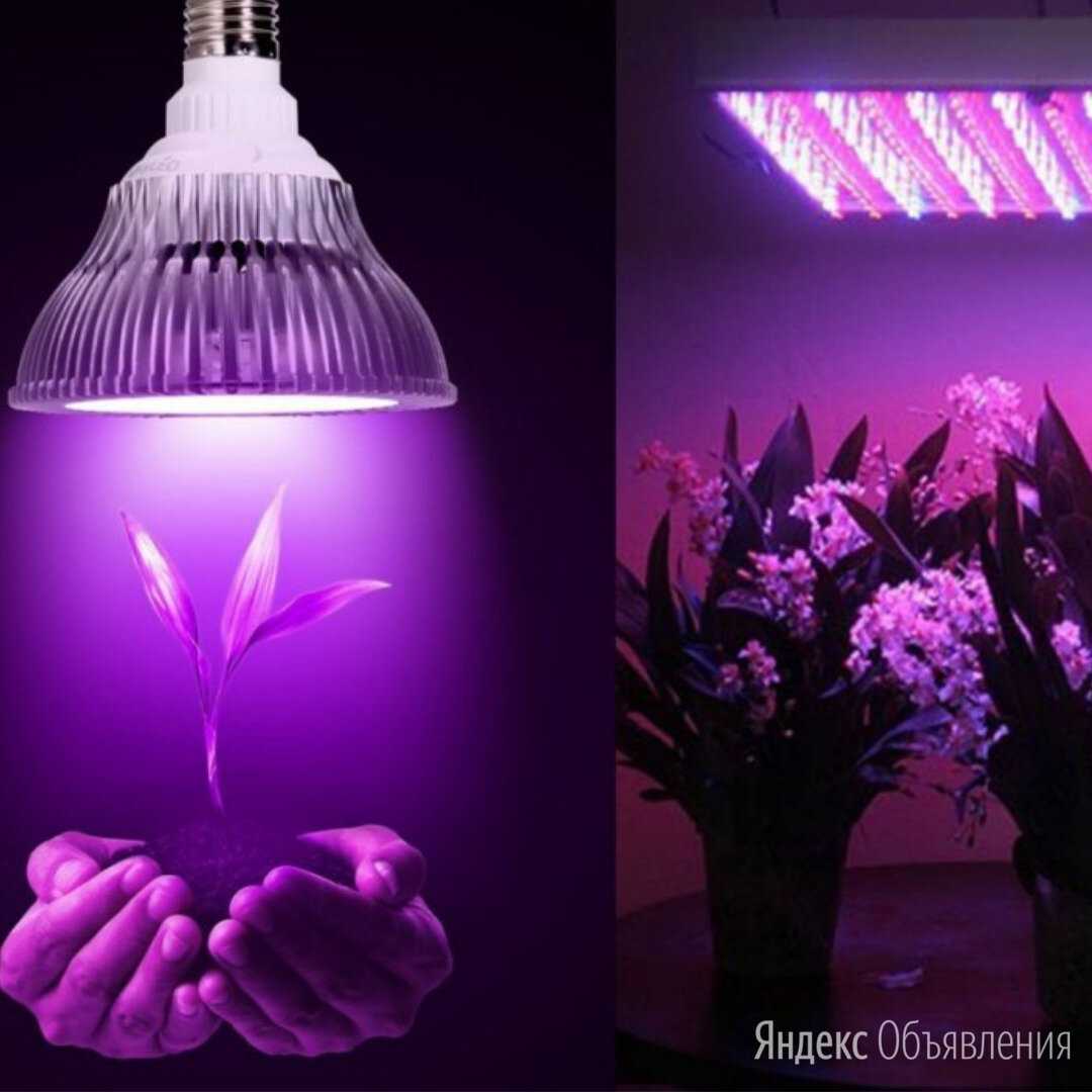 Лампы для выращивания растений в домашних условиях. какой свет нужен для роста растений?