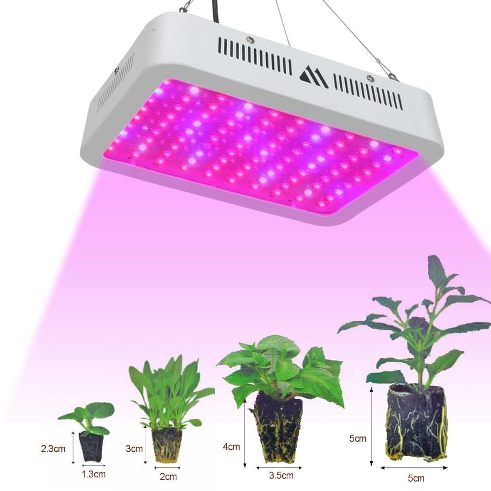 Значение света для комнатных растений